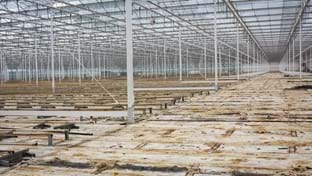 Hoogweg Paprikakwekerijen - kasrenovatie - 540.750 m²