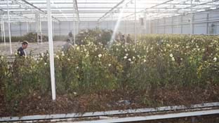 Bright Plants - Rodung der Rosenernte - 19.968 m²