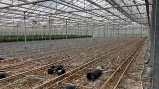 Fransen Orchids - Renovation greenhouse - 25.176 m²