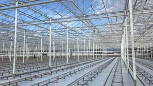 Steejo Roses - Retrait des cultures - 15.043 m²