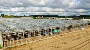 Imanse Quality Lilies - 33.732 m²