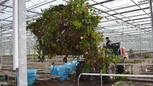 Steejo Roses - Retrait des cultures - 15.043 m²