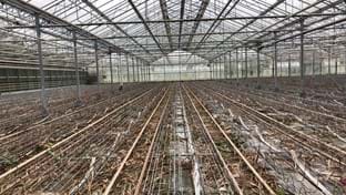 Fransen Orchids - Renovierung von Gewächshäusern - 25.176 m²