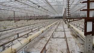 Kwekerij Mooijman - Renovatie serre - 22.480 m²