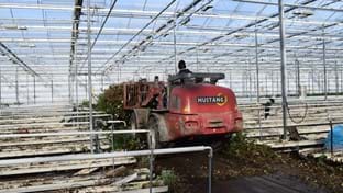 Steejo Roses - Crop harvesting -15.043 m²