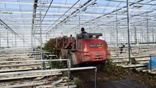 Steejo Roses - Rozengewas ruimen - 15.043 m²