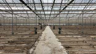 Fransen Orchids - Renovierung von Gewächshäusern - 25.176 m²