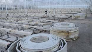 Kwekerij Mooijman - Renovierung von Gewächshäus - 22.480 m²