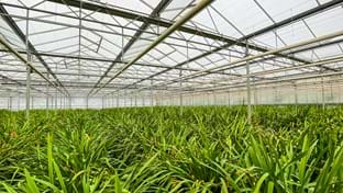 Bijnsdorp Orchideeën - Crop harvesting - 15.360 m²