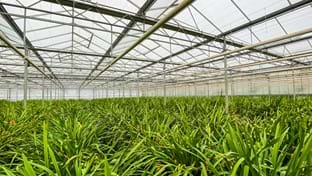 Bijnsdorp Orchideeën - Gewas rooien - 15.360 m²