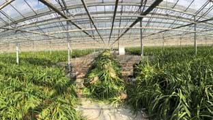 Fransen Orchids - Renovierung von Gewächshäusern - 25.176 m²