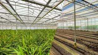 Bijnsdorp Orchideeën - Crop harvesting - 15.360 m²