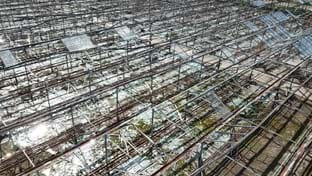 Pijnacker - Serres endommagées - 5.971 m²