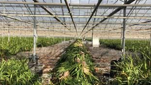 Fransen Orchids - Renovierung von Gewächshäusern - 25.176 m²