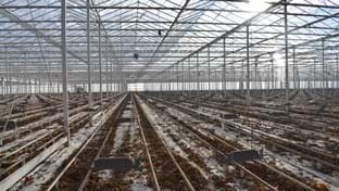 Kwekerij Vijverberg - Renovation greenhouse - 110.823 m²