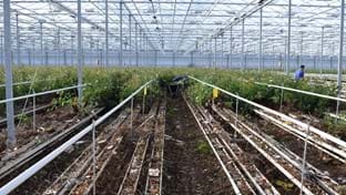 Steejo Roses - Crop harvesting -15.043 m²