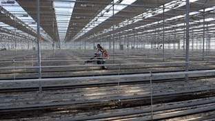 Steejo Roses - Retrait des cultures - 15.043 m²