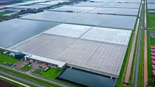Hoogweg Paprikakwekerijen - kasrenovatie - 540.750 m²
