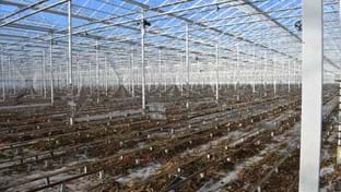 Kwekerij Vijverberg - Rénovation de serre - 110.823 m²