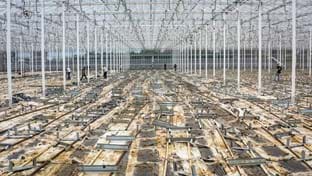 Hoogweg Paprikakwekerijen - Renovation - phase 2 - 218.910 m²